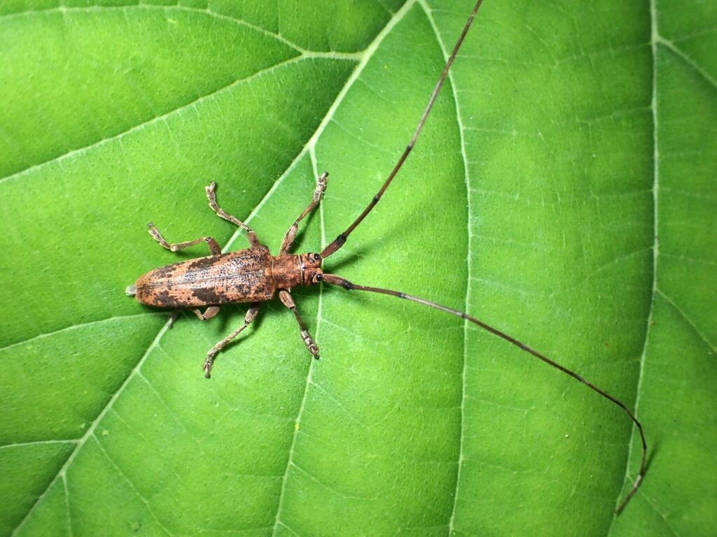 ゴマフキマダラカミキリ