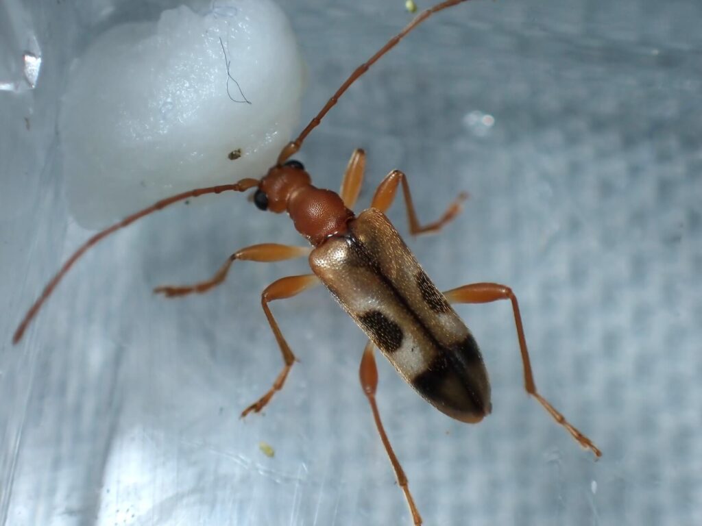 オヤマヒメハナカミキリ