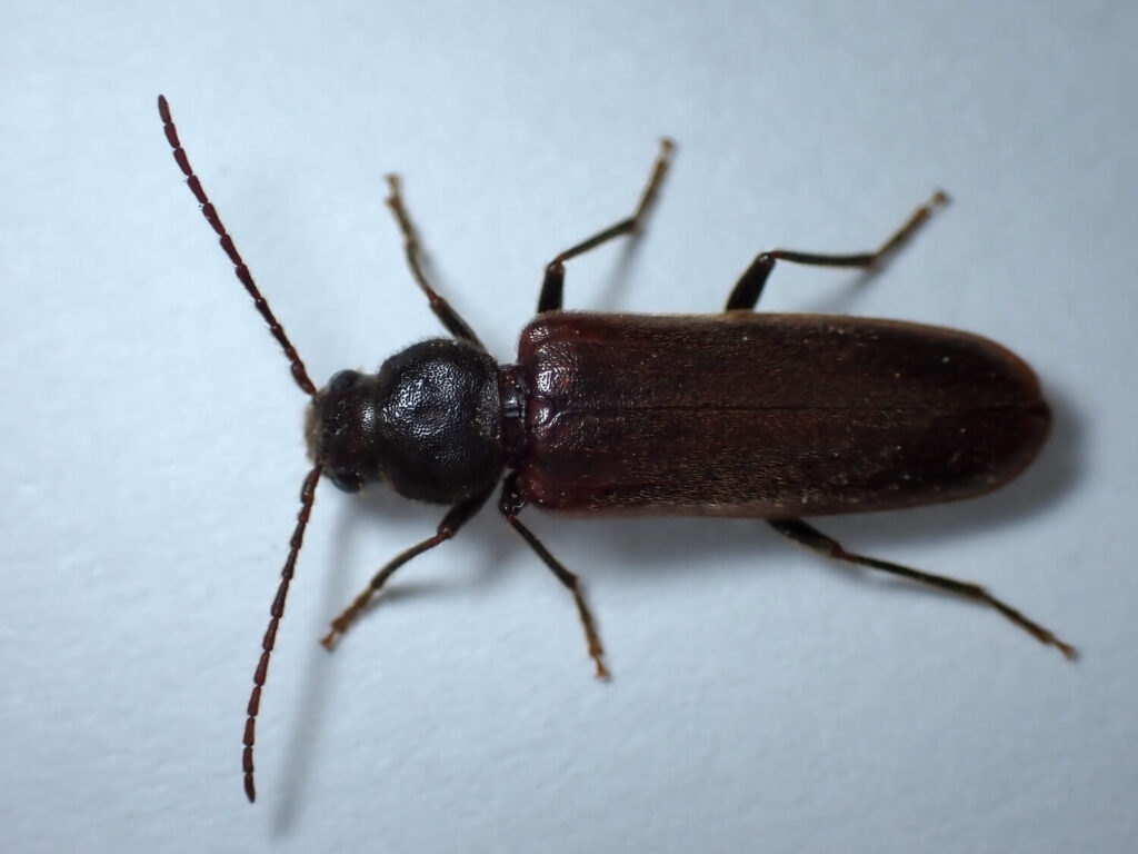 ヒメマルクビヒラタカミキリ