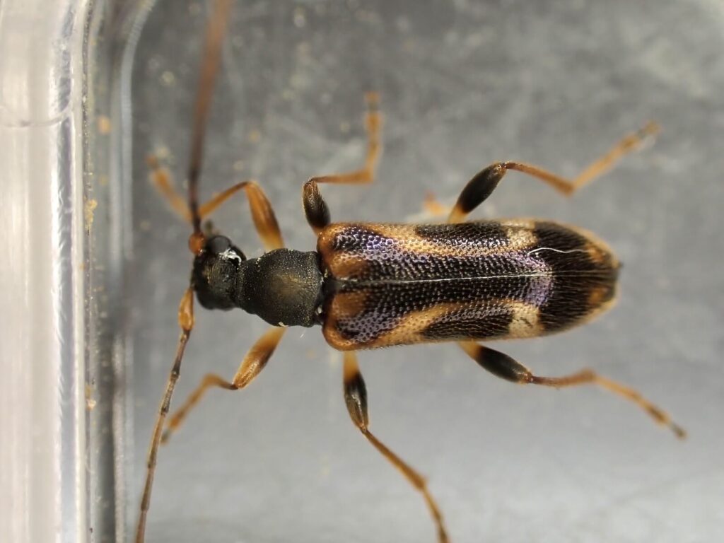 フジヒメハナカミキリ