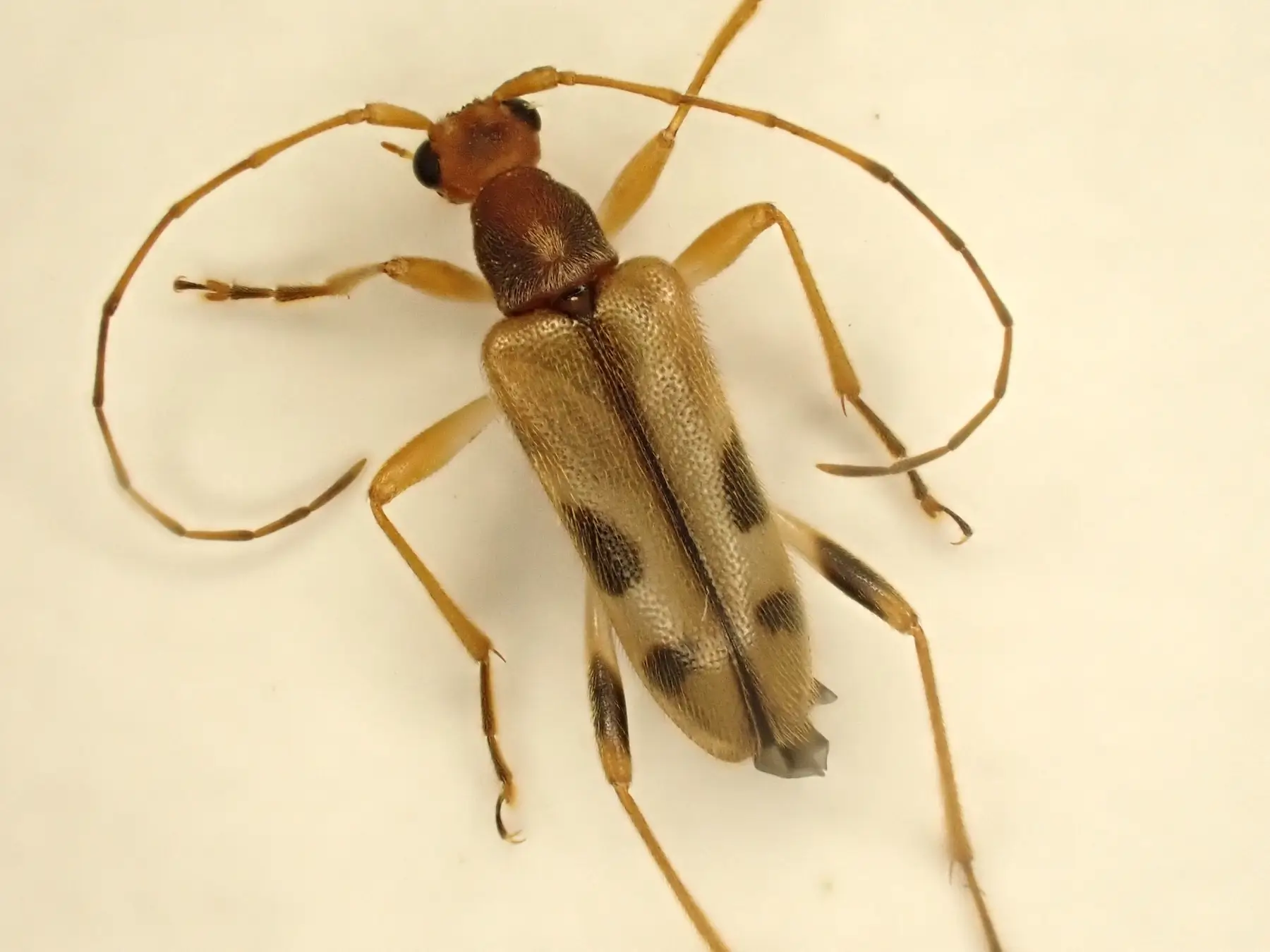 ムネアカヨコモンヒメハナカミキリ