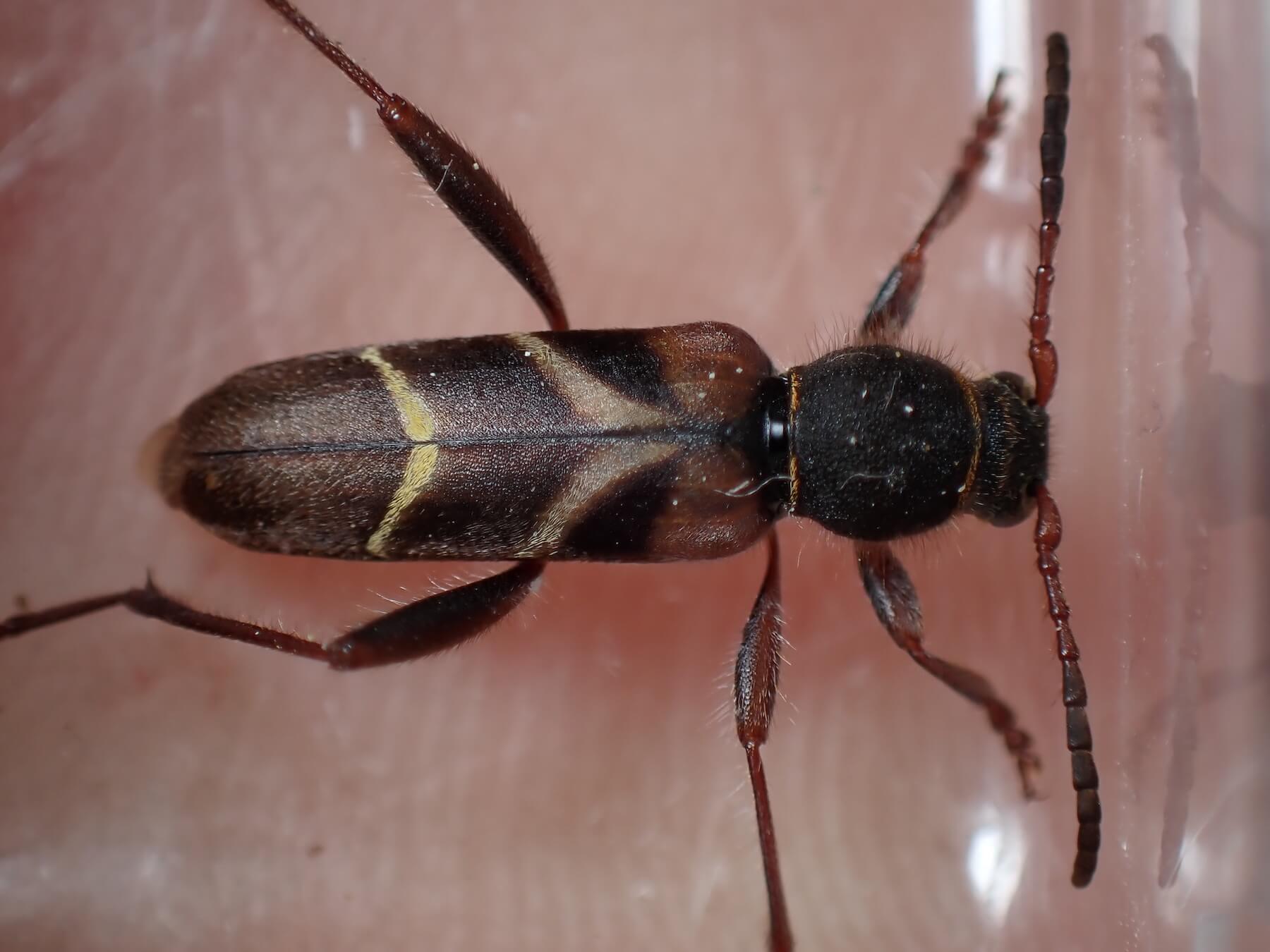 アカネトラカミキリ