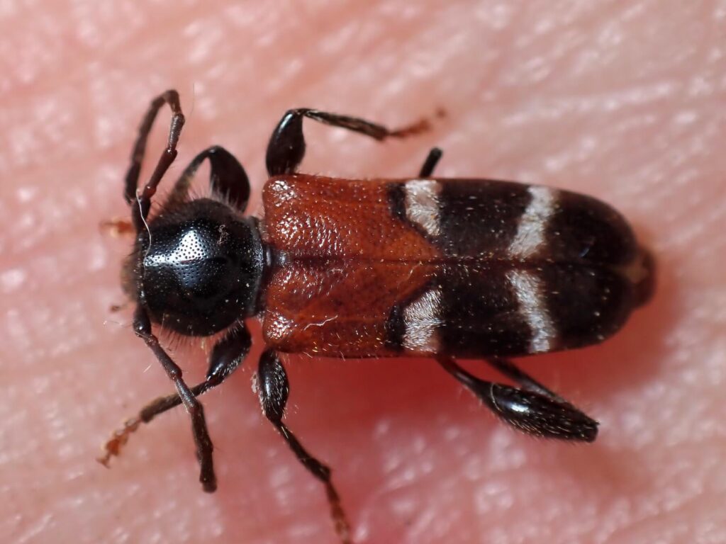 アカネカミキリ