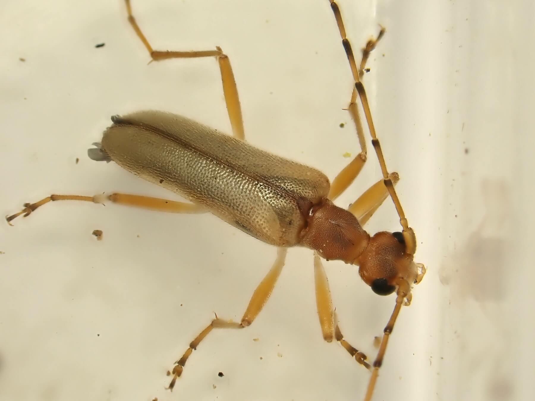 ウスイロヒメハナカミキリの写真