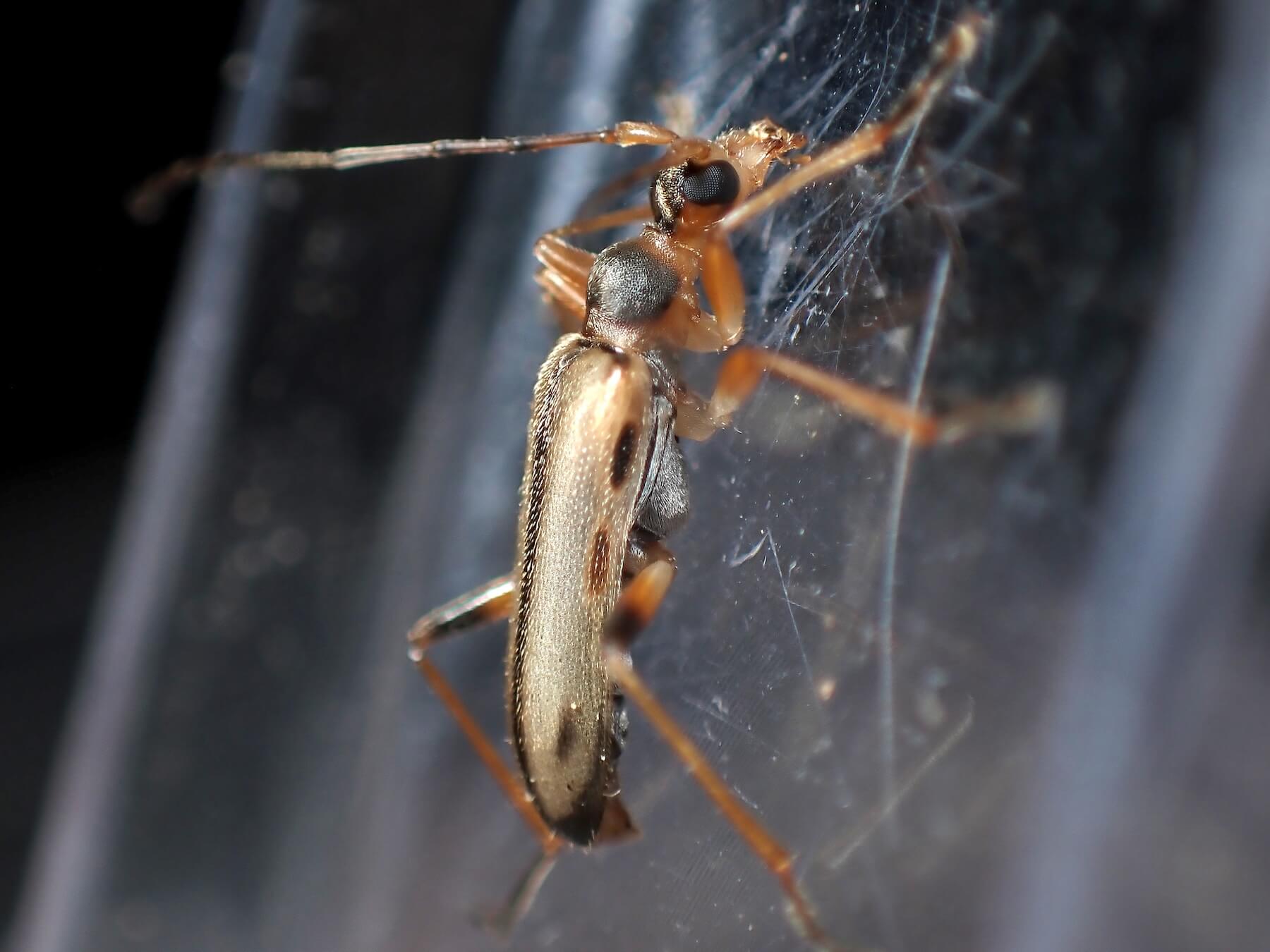 シンシュウヒメハナカミキリ