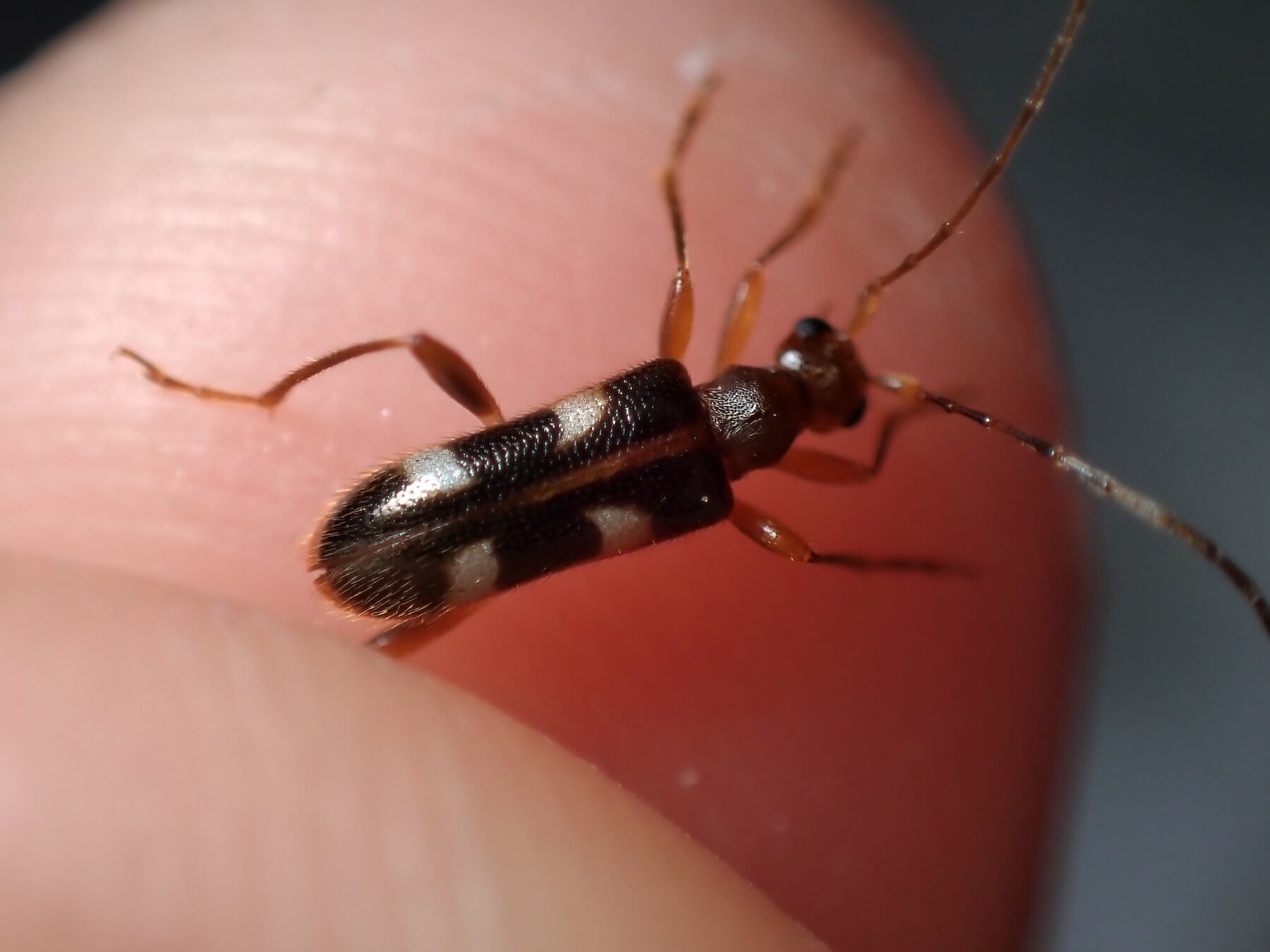 ニセフタオビヒメハナカミキリ