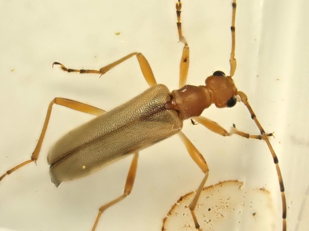 ウスイロヒメハナカミキリ