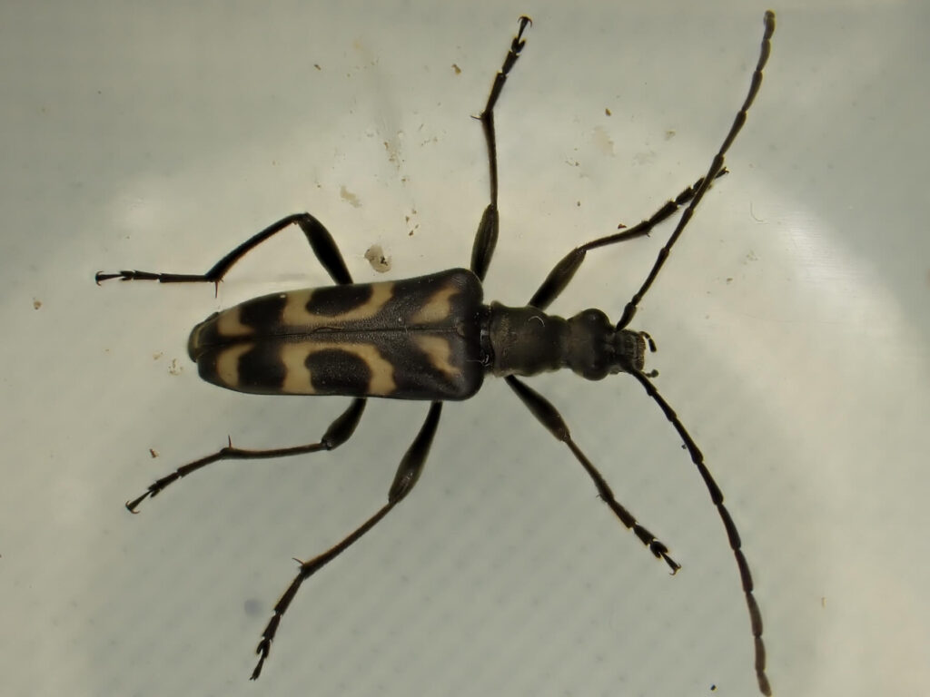 クモマハナカミキリ