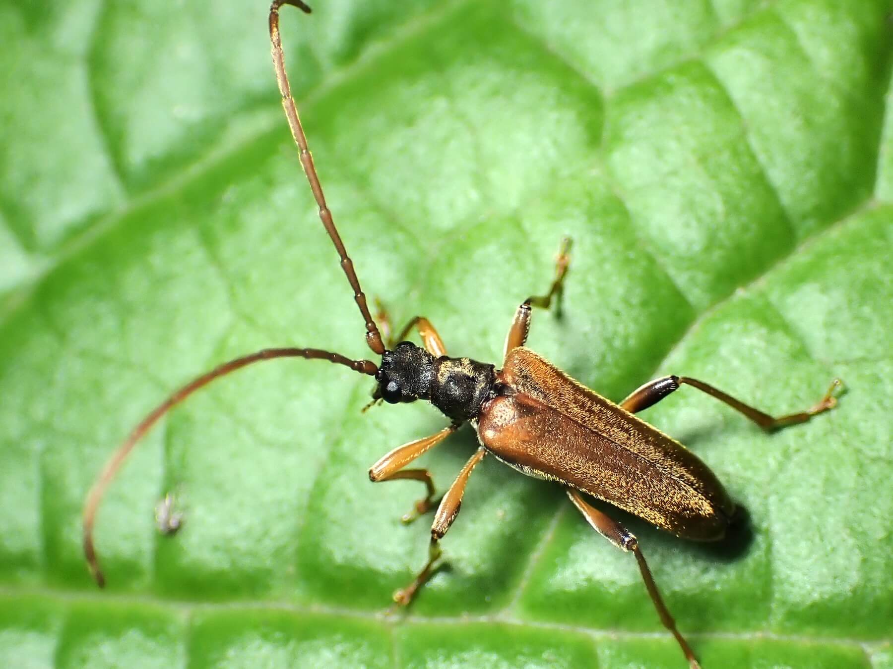 モモグロハナカミキリ