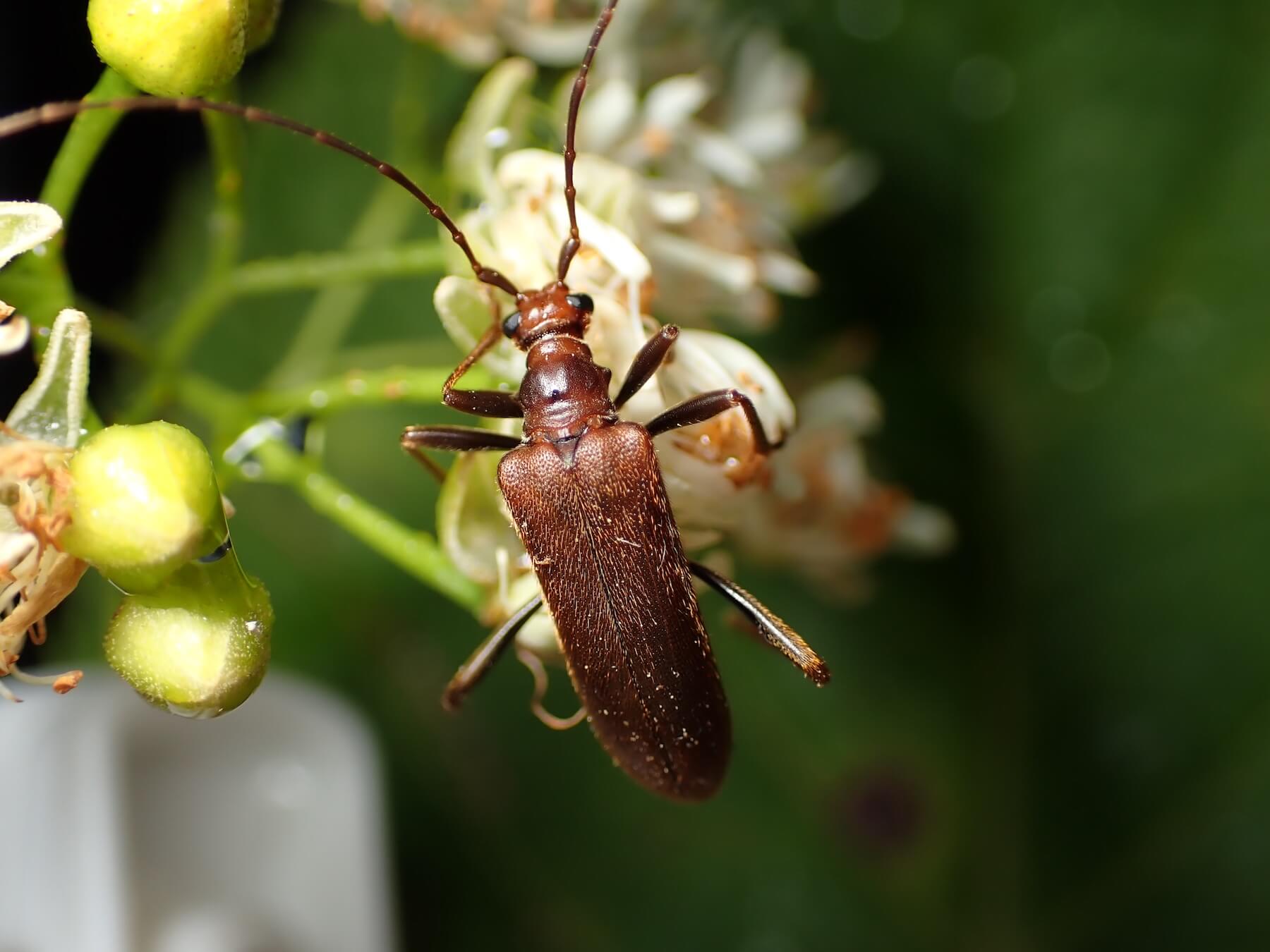 チャイロヒメコブハナカミキリ