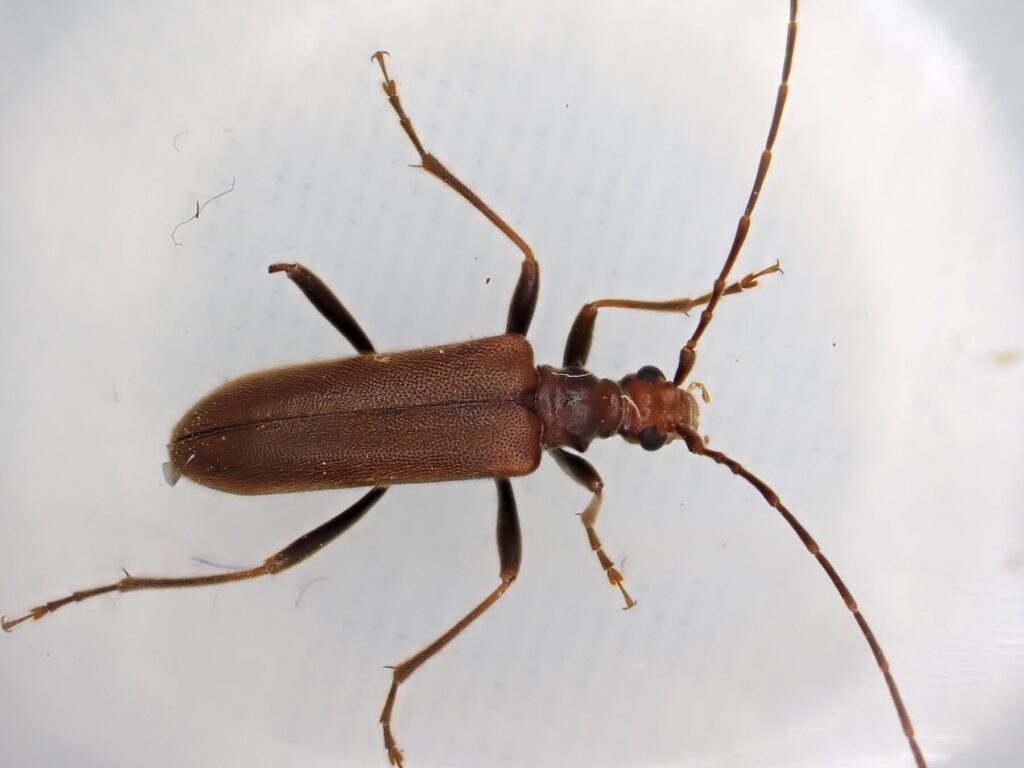 チャイロヒメコブハナカミキリ