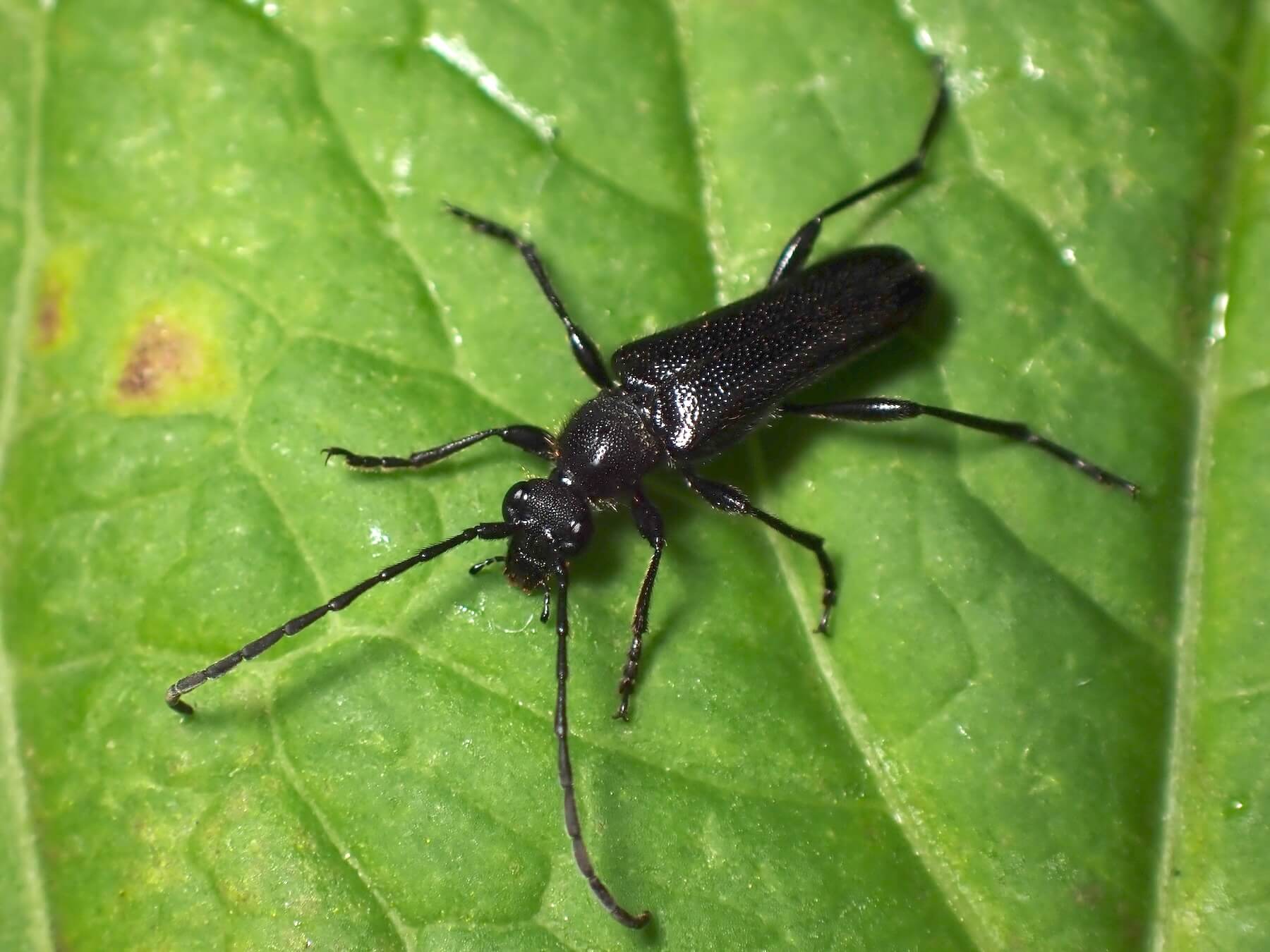 クロルリハナカミキリ