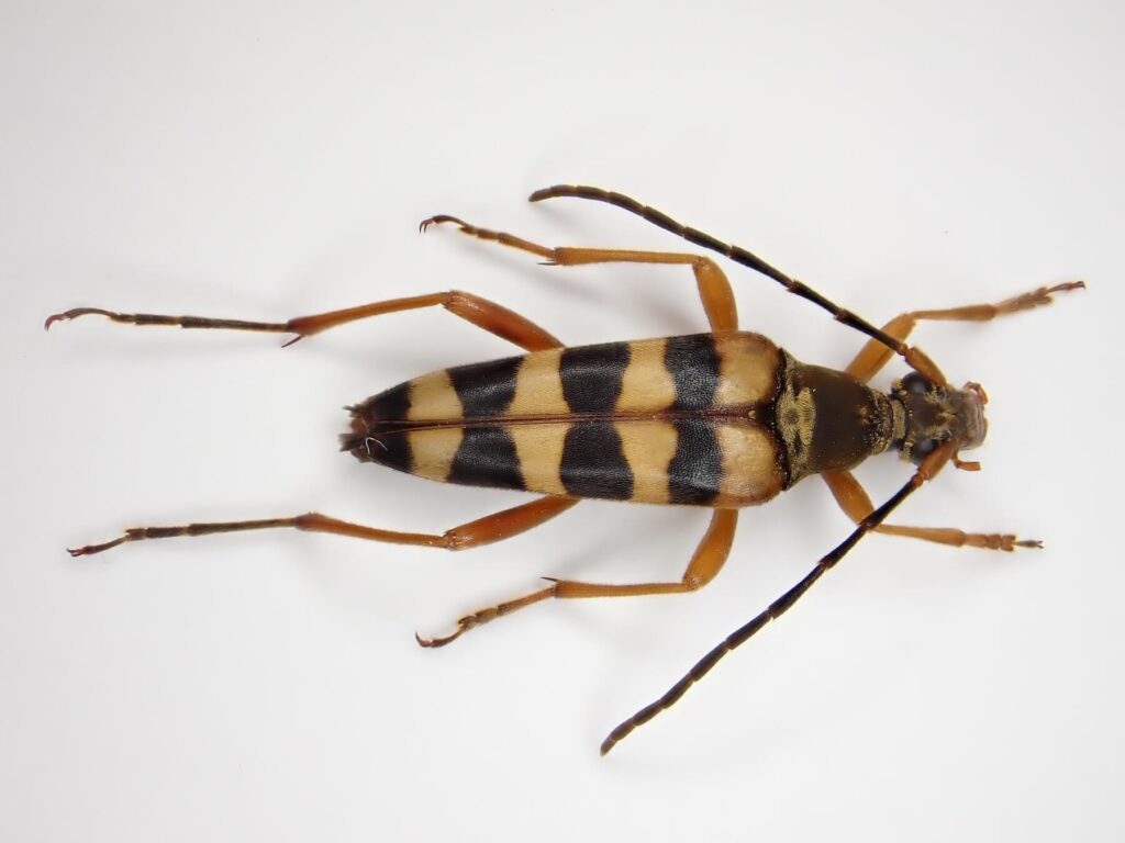 ヒメヨツスジハナカミキリ