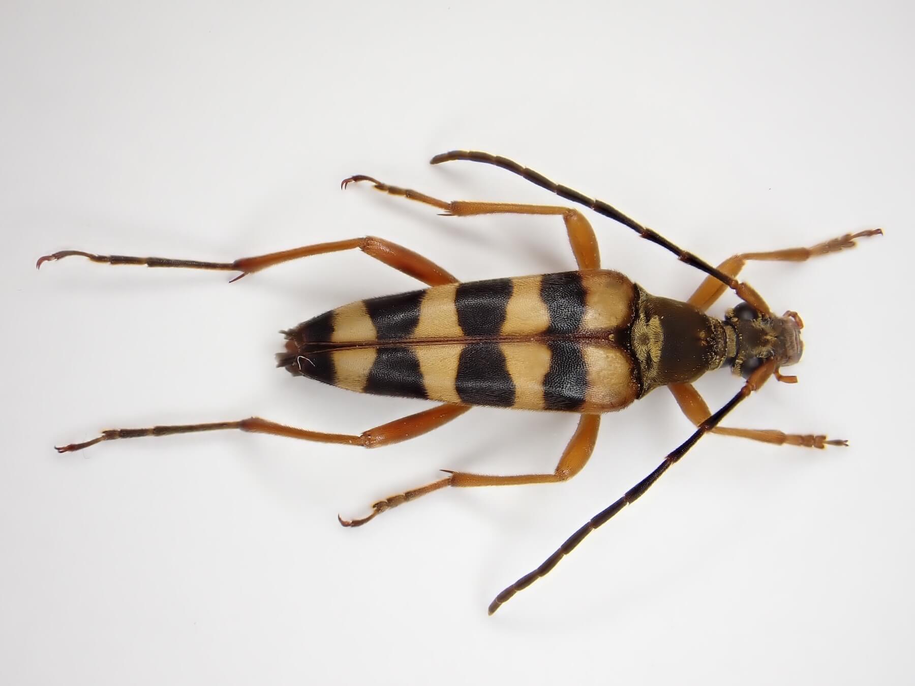 ヒメヨツスジハナカミキリ