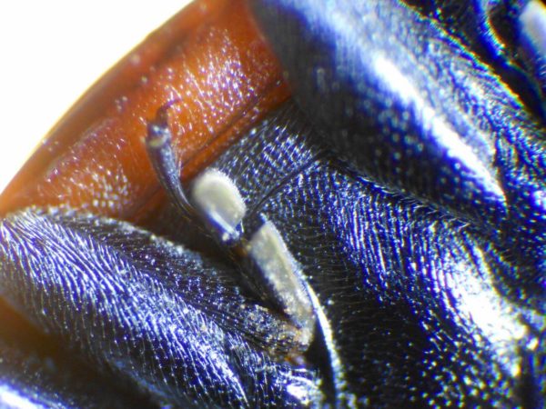 テントウムシの足の裏の密集した毛〜ヤモリと同じファンデルワールス力⁉