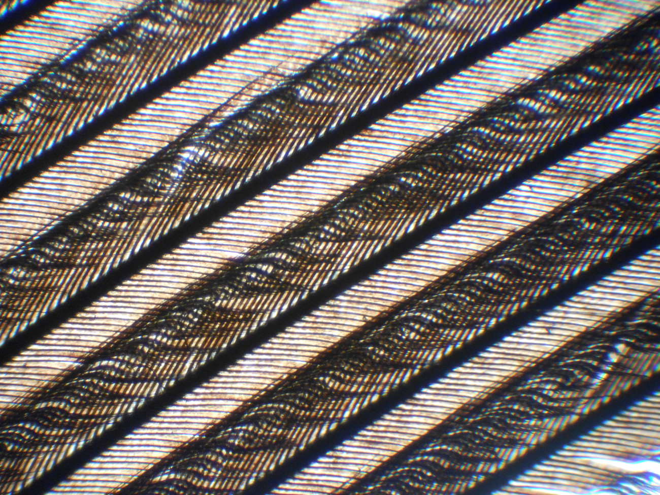 身近な鳥の羽根を顕微鏡ミクロ観察