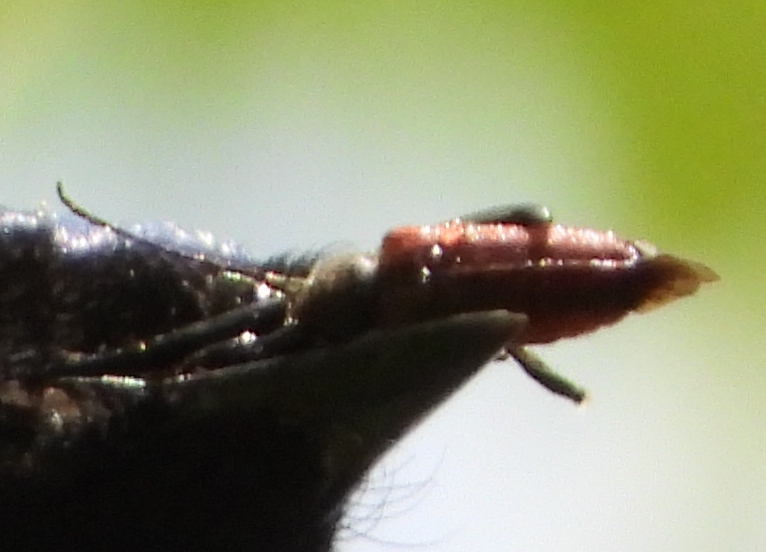 オオルリに捕食されるヒメスギカミキリ