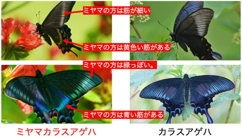 ミヤマカラスアゲハ〜碧(へき)と翠(みどり)の競演。カラスアゲハとの違いも