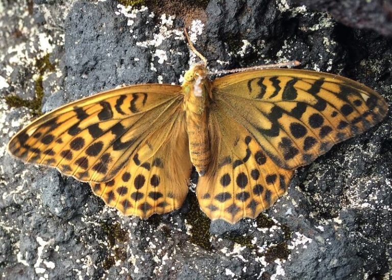 オオウラギンスジヒョウモン |スモールズー